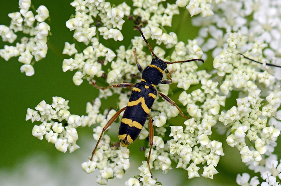 Clytus arietis